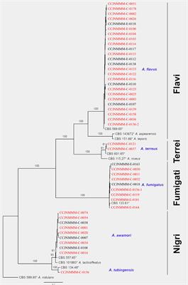 Virulence capacity of different Aspergillus species from invasive pulmonary aspergillosis